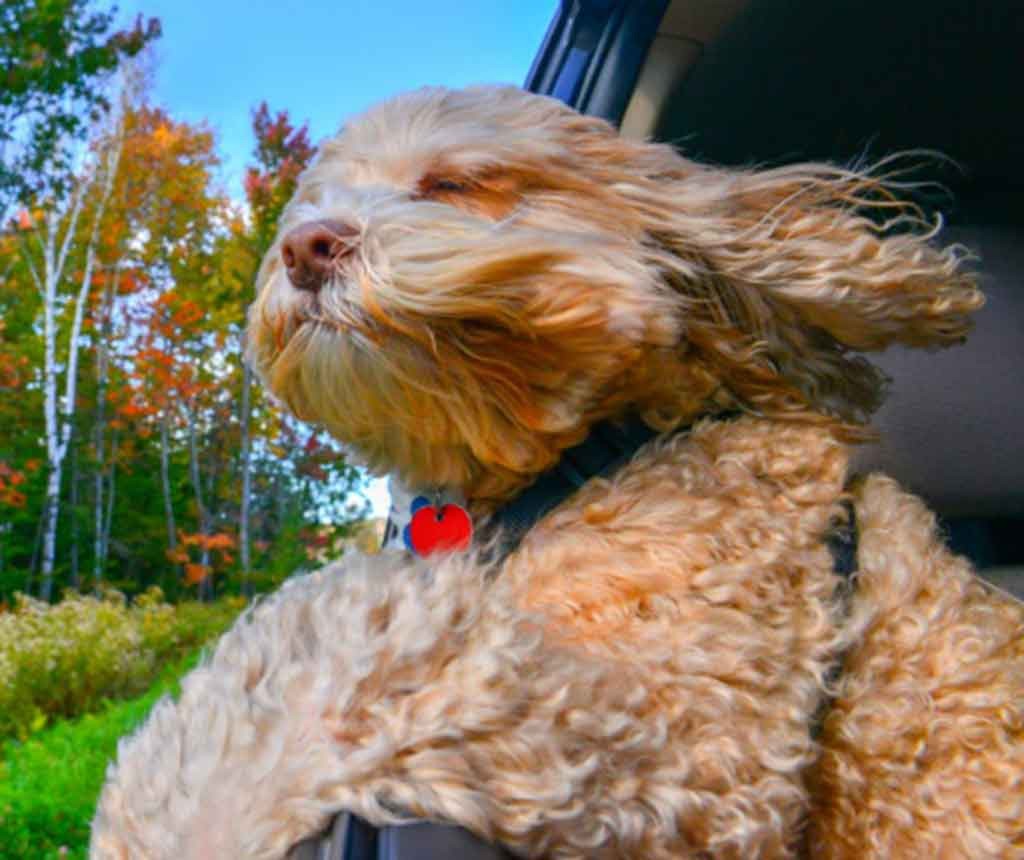 車から顔を出す犬