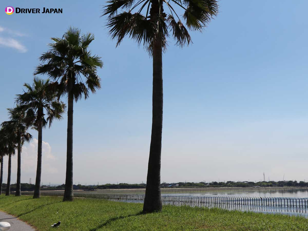 実際の千葉フォルニア