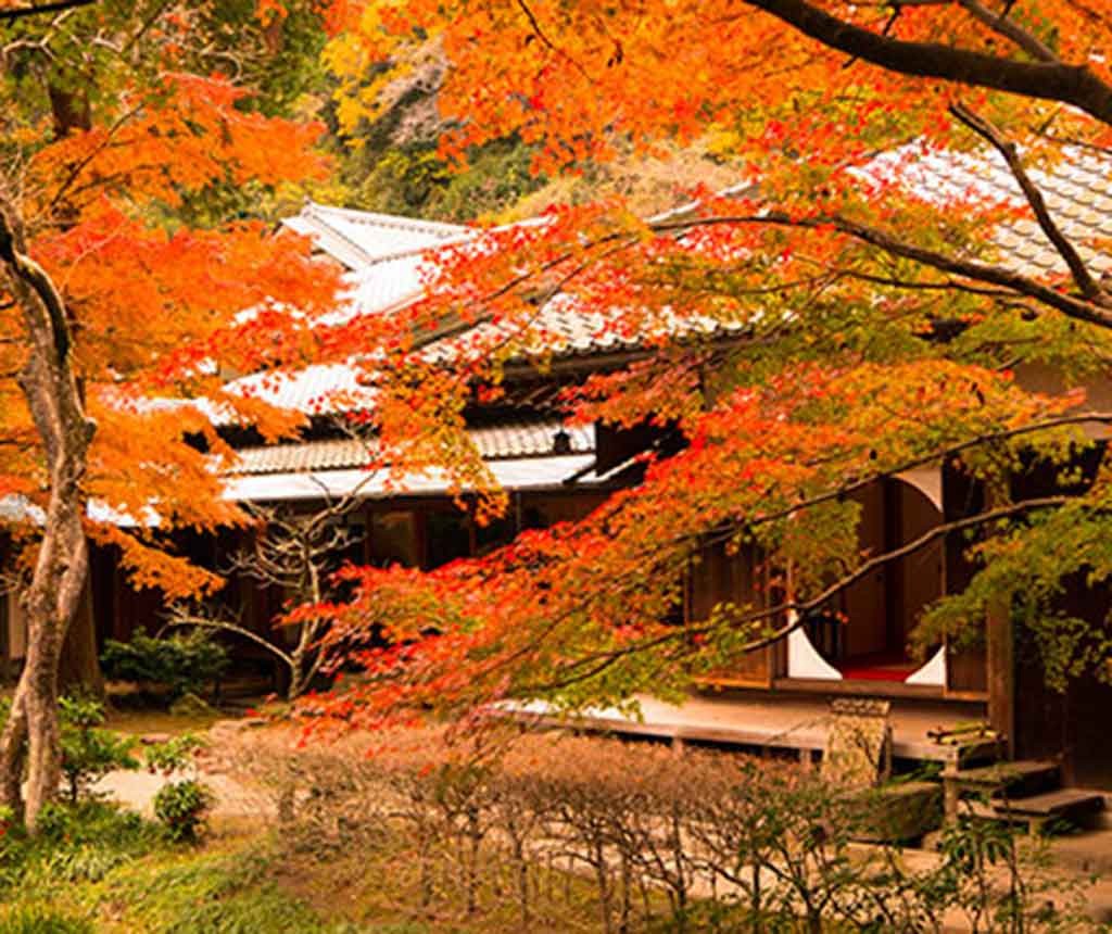 明月院の紅葉
