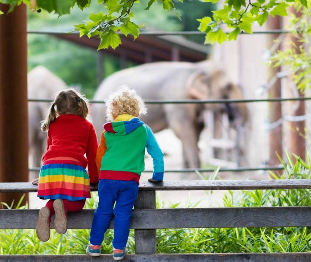 動物園のゾウを見る子ども
