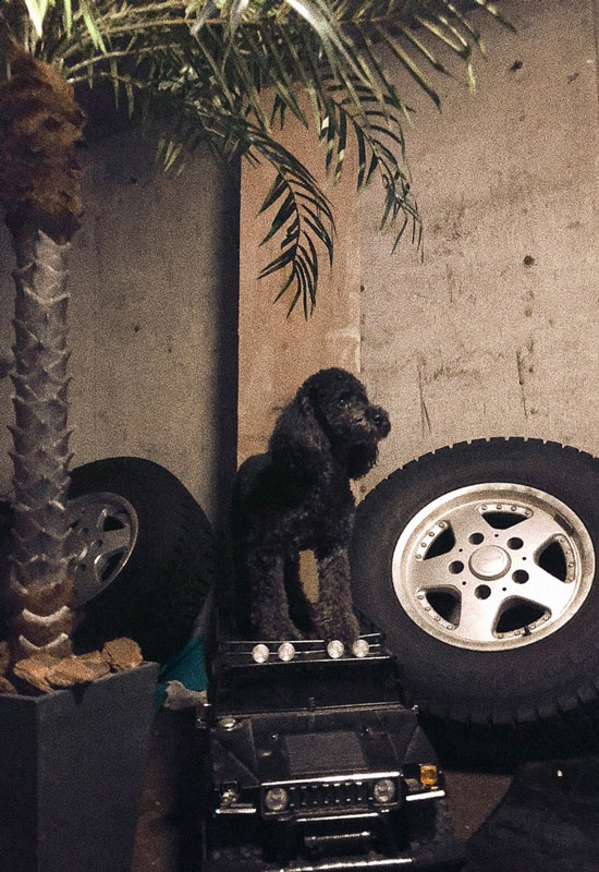 YUUちゃんの愛犬